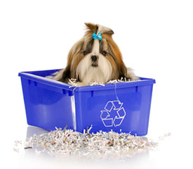 Funky Recycling Ideas for Pets